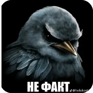 Video sticker 🐦 Вряд ли 4 @zatmenienochi