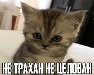 Telegram sticker 🤍 Больше стиков тут: @stikery4