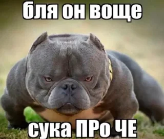 Video sticker 🌟 додо пицца :: @fStikBot