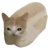 Sticker 🍞 cats ➜ @emoji1