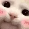 Sticker 🥰 cats ➜ @emoji1