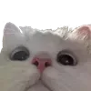 Sticker 🙄 cats ➜ @emoji1
