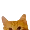 Sticker 👀 cats ➜ @emoji1