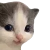 Video sticker 🥹 cats ➜ @emoji1