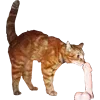 Sticker 🔞 cats ➜ @emoji1