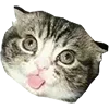 Sticker 🤪 cats ➜ @emoji1