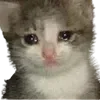 Sticker 🤕 cats ➜ @emoji1
