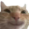 Sticker ☺️ cats ➜ @emoji1