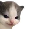 Video sticker 😈 cats ➜ @emoji1