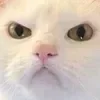 Sticker 😠 cats ➜ @emoji1