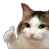 Video sticker 👍 cats ➜ @emoji1