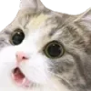 Sticker 😦 cats ➜ @emoji1
