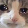 Sticker 🥺 cats ➜ @emoji1