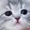 Sticker ☹️ cats ➜ @emoji1