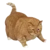 Sticker 🐈 cats ➜ @emoji1