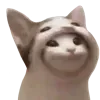 Sticker 😱 cats ➜ @emoji1