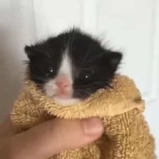 Video sticker 🐈 Стикер-пак Аязика