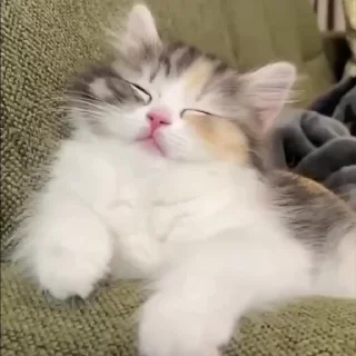 Video sticker 😴 Стикер-пак Аязика