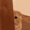 Video sticker 😆 I ♡ CATS! 🐈 �...