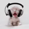 Video sticker 😺 I ♡ CATS! 🐈 �...