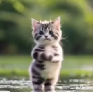 Video sticker 🌟 ꜱʜᴀɴᴋꜱ's video pack (@Shinobu_robot)