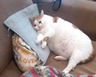 Телеграм стикер 😭 Gelolanastick by @fStikBot