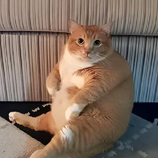 Video sticker 👻 고양이펀치 @DCConSticker