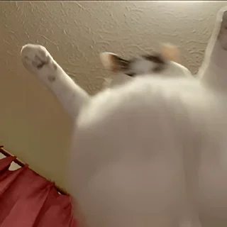 Video sticker 👻 고양이펀치 @DCConSticker