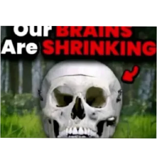Video sticker 💀 Random shit tg:@shantihh