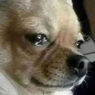 Телеграм стикер 🥺 Majak hai don't take seriously