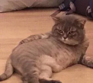 Video sticker 🥟 Moji660