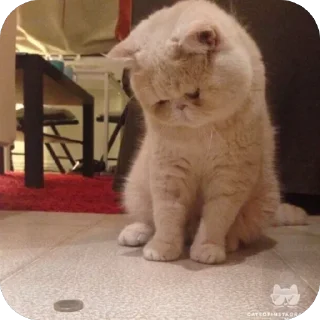 Video sticker 🫥 Moji660