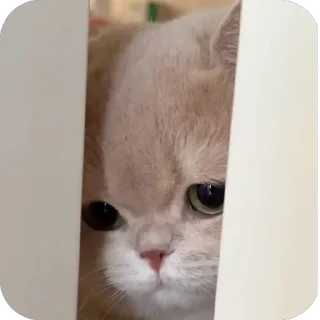 Telegram sticker 🫥 Moji660