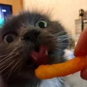 Sticker 🥖 CatsAreSuperior