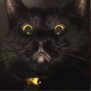 Video sticker 😾 CatsAreSuperior