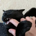 Video sticker 💪 CatsAreSuperior