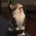 Video sticker 😴 CatsAreSuperior