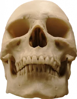 Telegram sticker 💀 Salsoteca