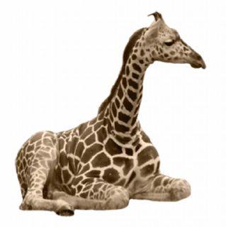Video sticker 🦒 Salsoteca