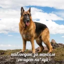 Video sticker 👀 Макс иди нахуй by @hater_ch