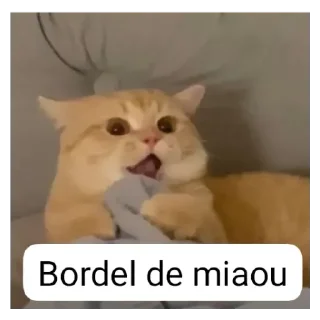 Telegram stiker 😱 Bouba : @bouba_cs)