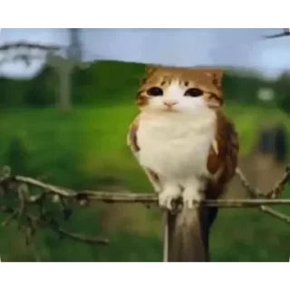 Sticker 🐱 Meowl mentioned @Meowl_4ever @TgEmodziBot