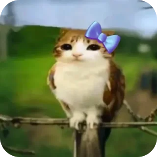 Telegram sticker 🐱 Meowl mentioned @Meowl_4ever @TgEmodziBot