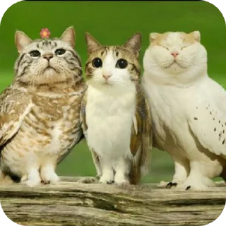 Video sticker 🐱 Meowl mentioned @Meowl_4ever @TgEmodziBot