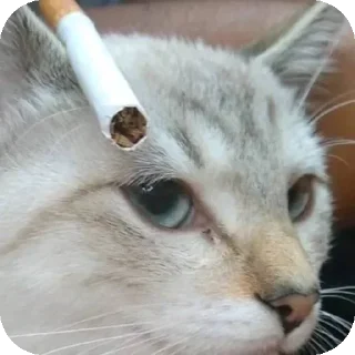 Telegram sticker 🐱 Sem futuro @Oobliquo :: @fStikBot