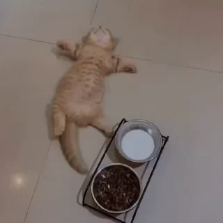 Video sticker 🥀 @biswas713519