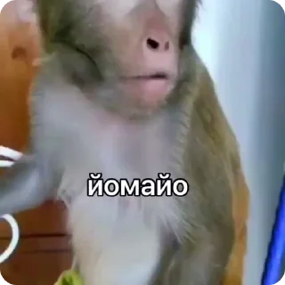 Video sticker 😯 Стикеры: @sticktalkru