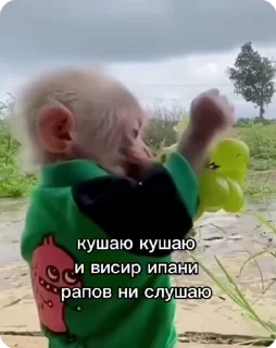 Video sticker 🍇 Стикеры: @sticktalkru