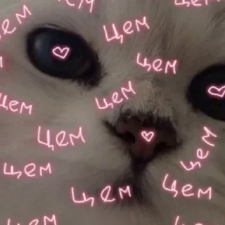 Telegram sticker ❤️ Zluchka_pak :: @fStikBot