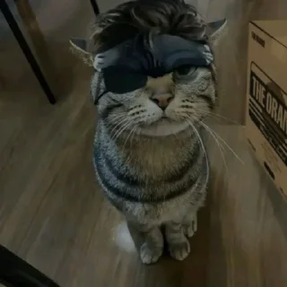 Telegram sticker 😴 Kys🙏 @Dominusu